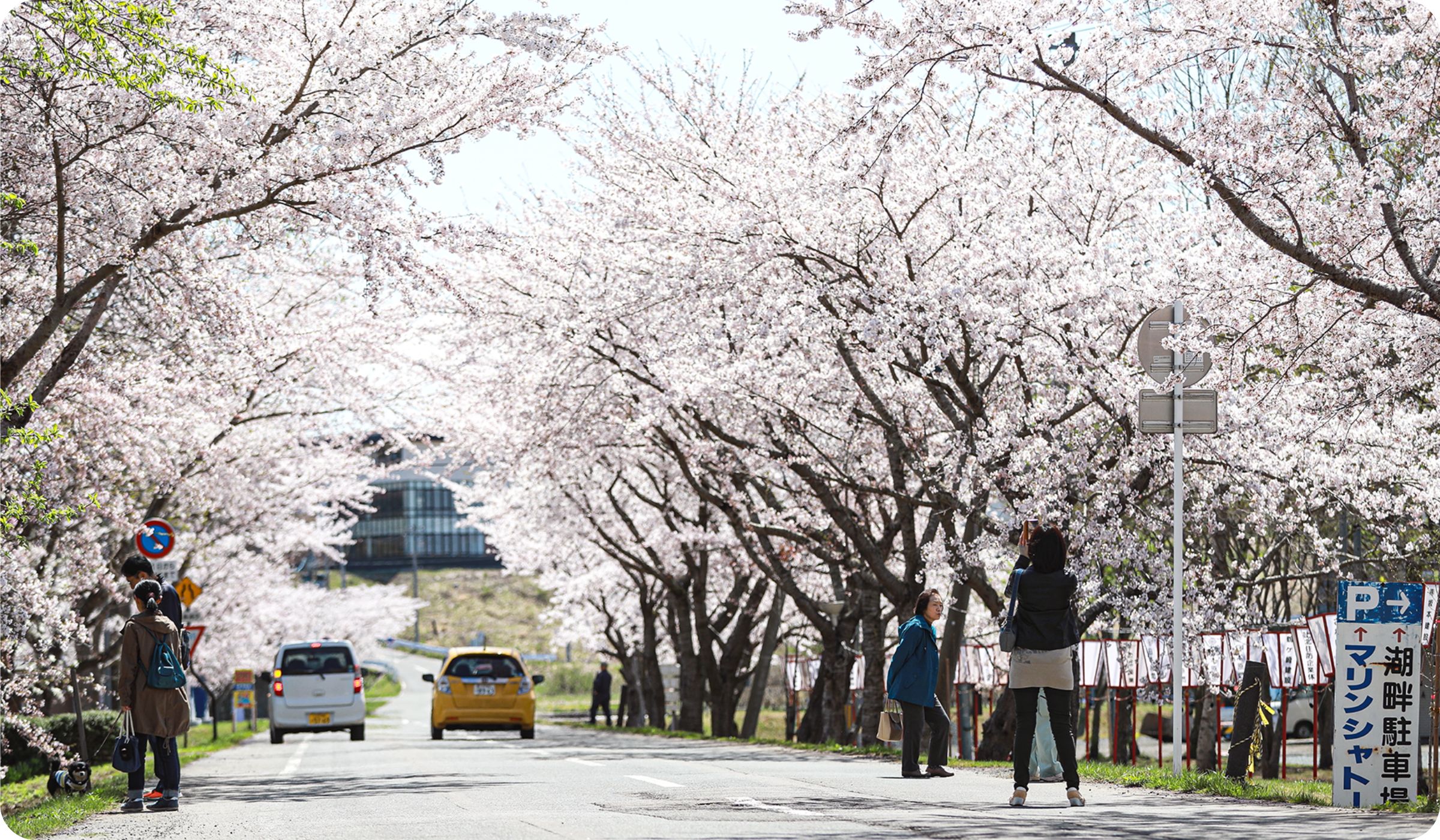 花切川から湖水浴場まで広がる千本桜