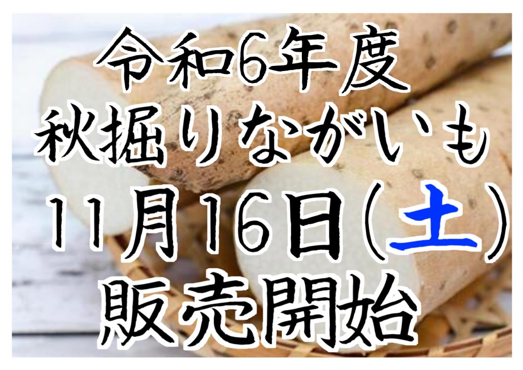 令和6年度産　秋掘りながいもについて